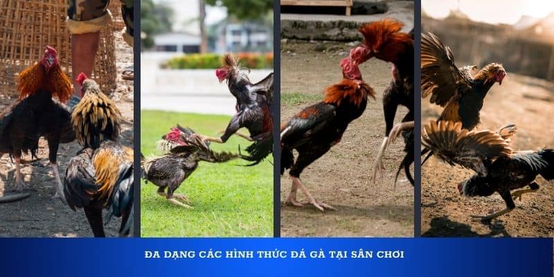 Đa dạng các hình thức đá gà tại sân chơi